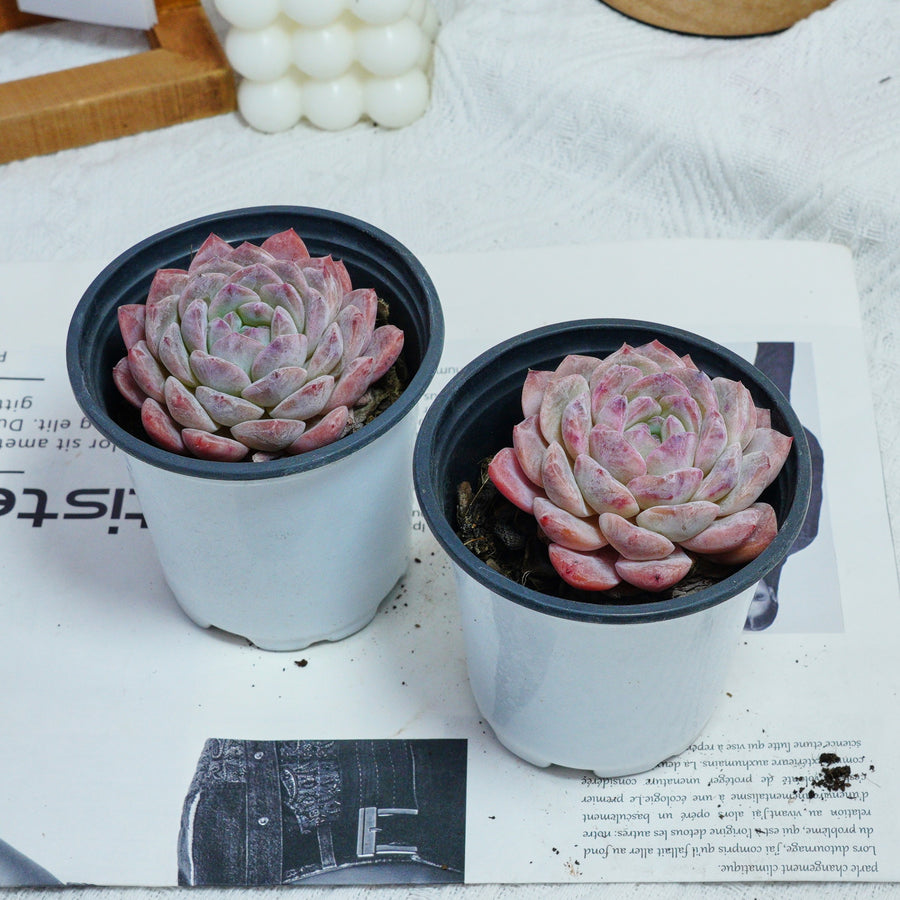 3.5'' Echeveria Pink Apparition Rare Live Succulent Plants