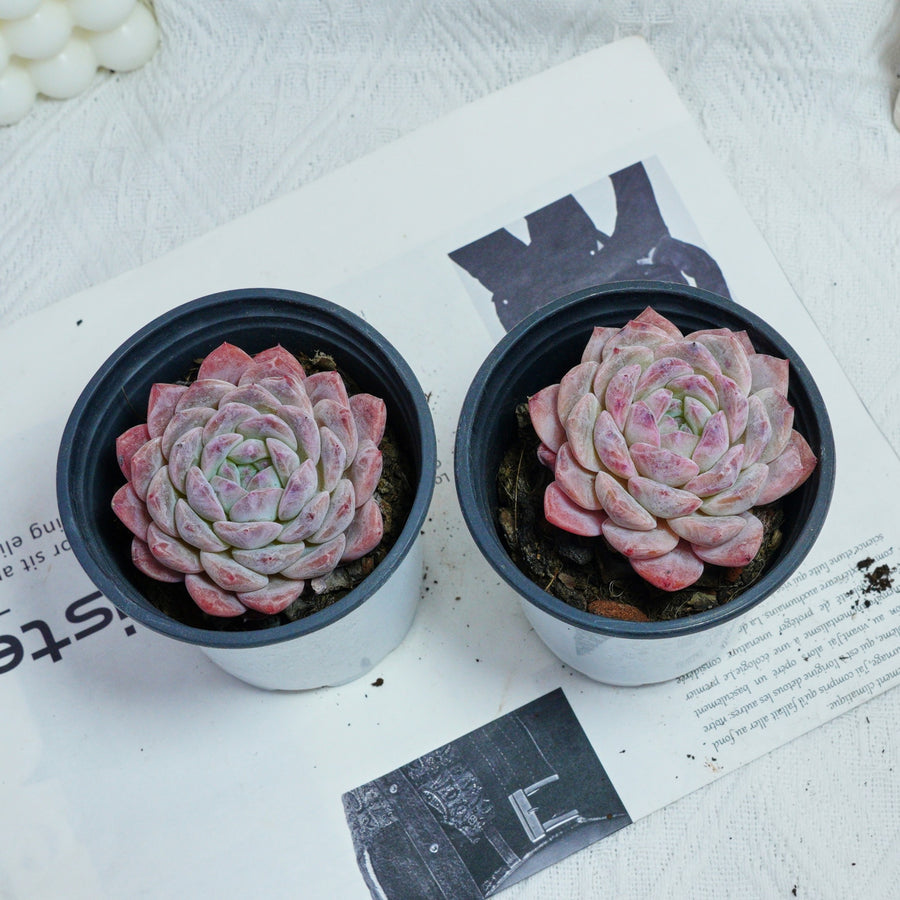 3.5'' Echeveria Pink Apparition Rare Live Succulent Plants