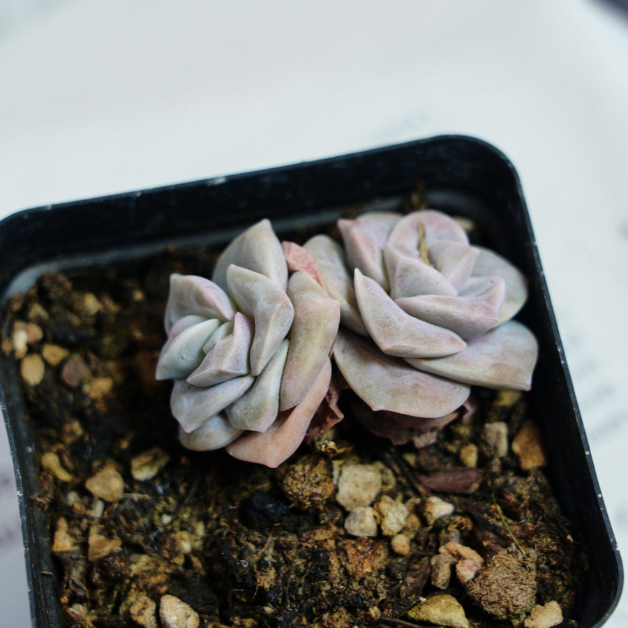 lovely rose succulent 2'' Echeveria Lovely Rose Variegated, Rare Live Succulent Plants – cocosucculent