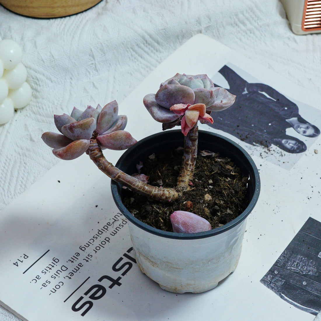 3'' Echeveria Sakura Fall, Rare Live Succulent Plants