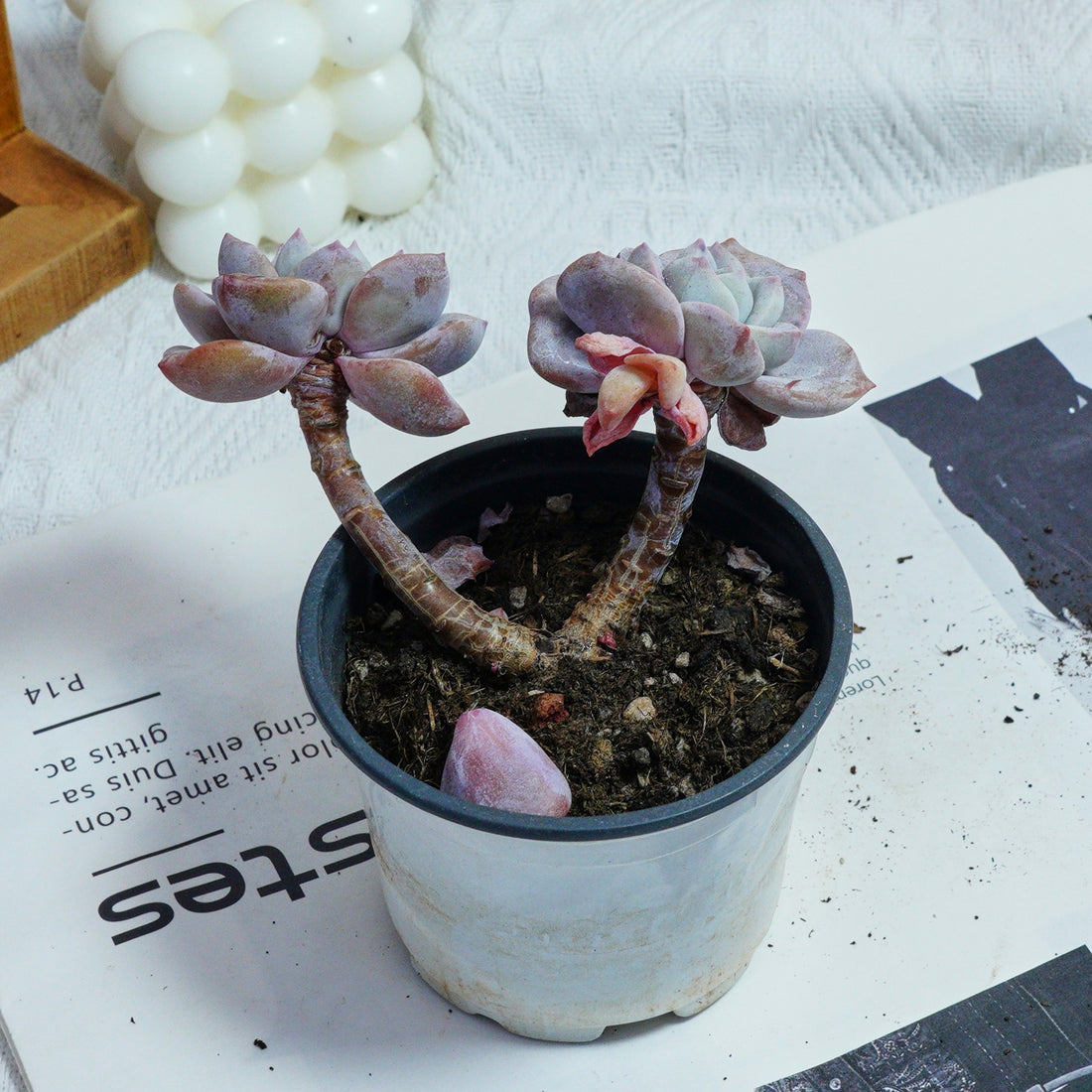 3'' Echeveria Sakura Fall, Rare Live Succulent Plants