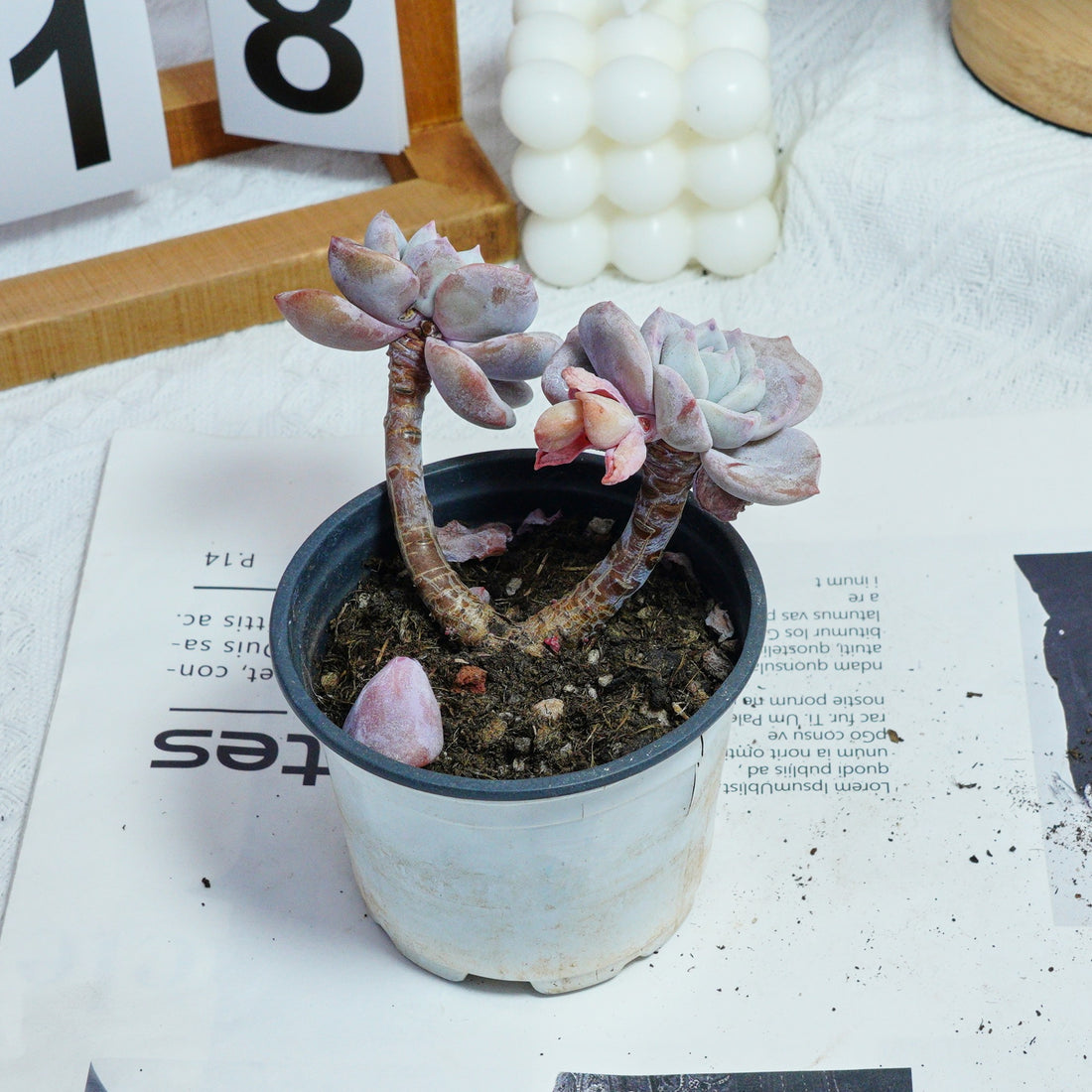 3'' Echeveria Sakura Fall, Rare Live Succulent Plants
