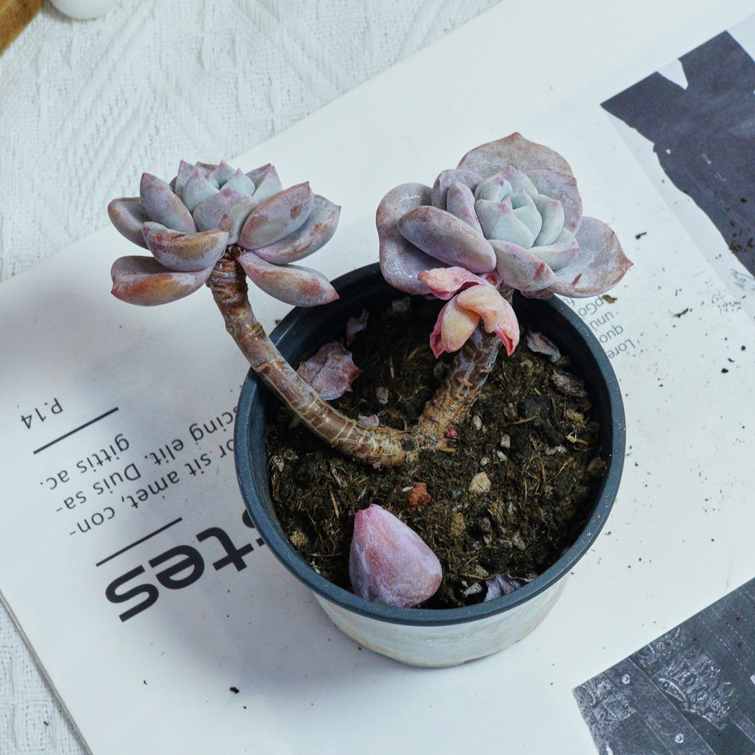3'' Echeveria Sakura Fall, Rare Live Succulent Plants