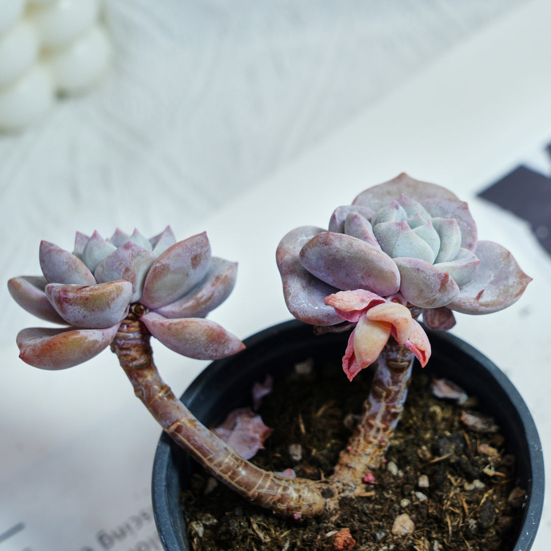 3'' Echeveria Sakura Fall, Rare Live Succulent Plants