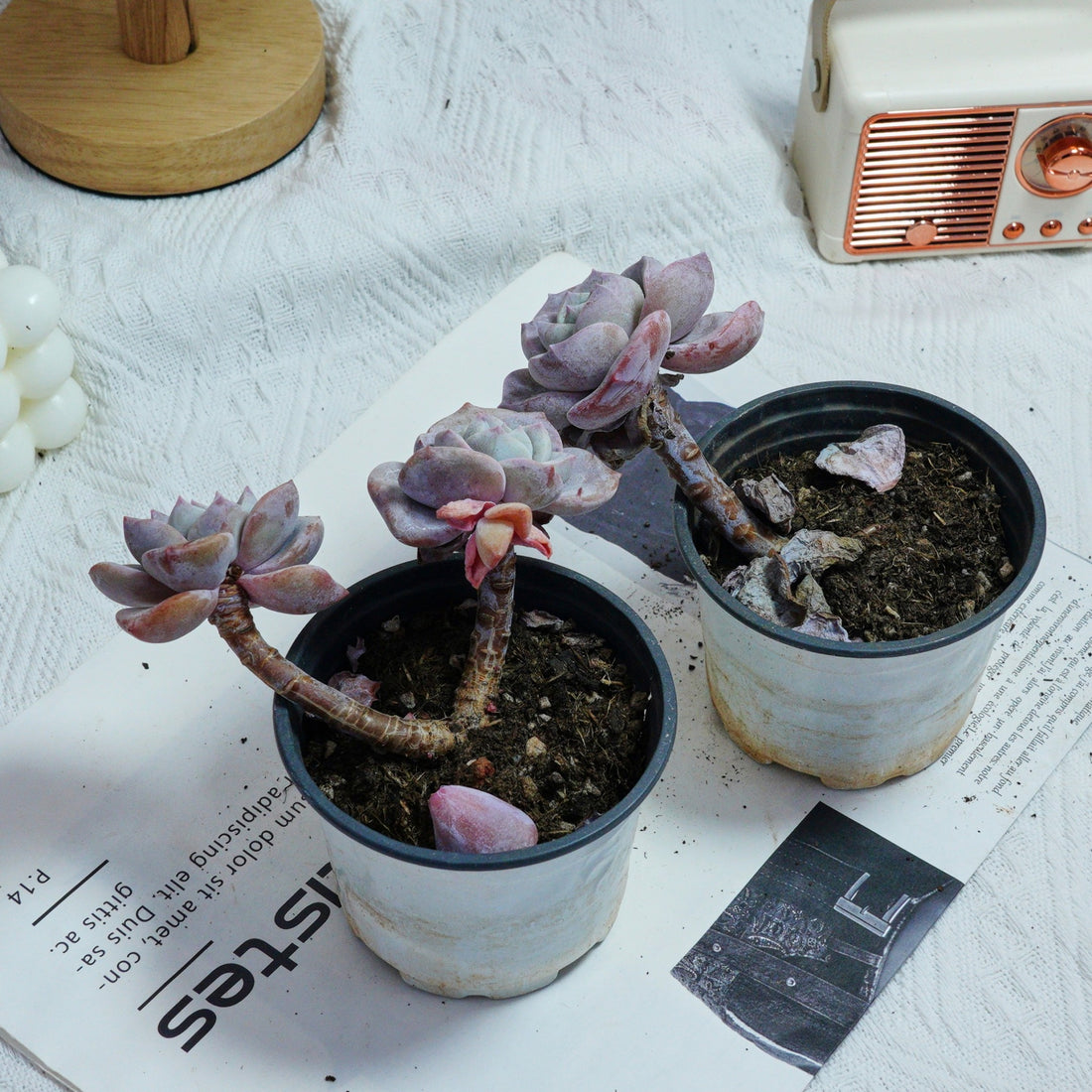 3'' Echeveria Sakura Fall, Rare Live Succulent Plants