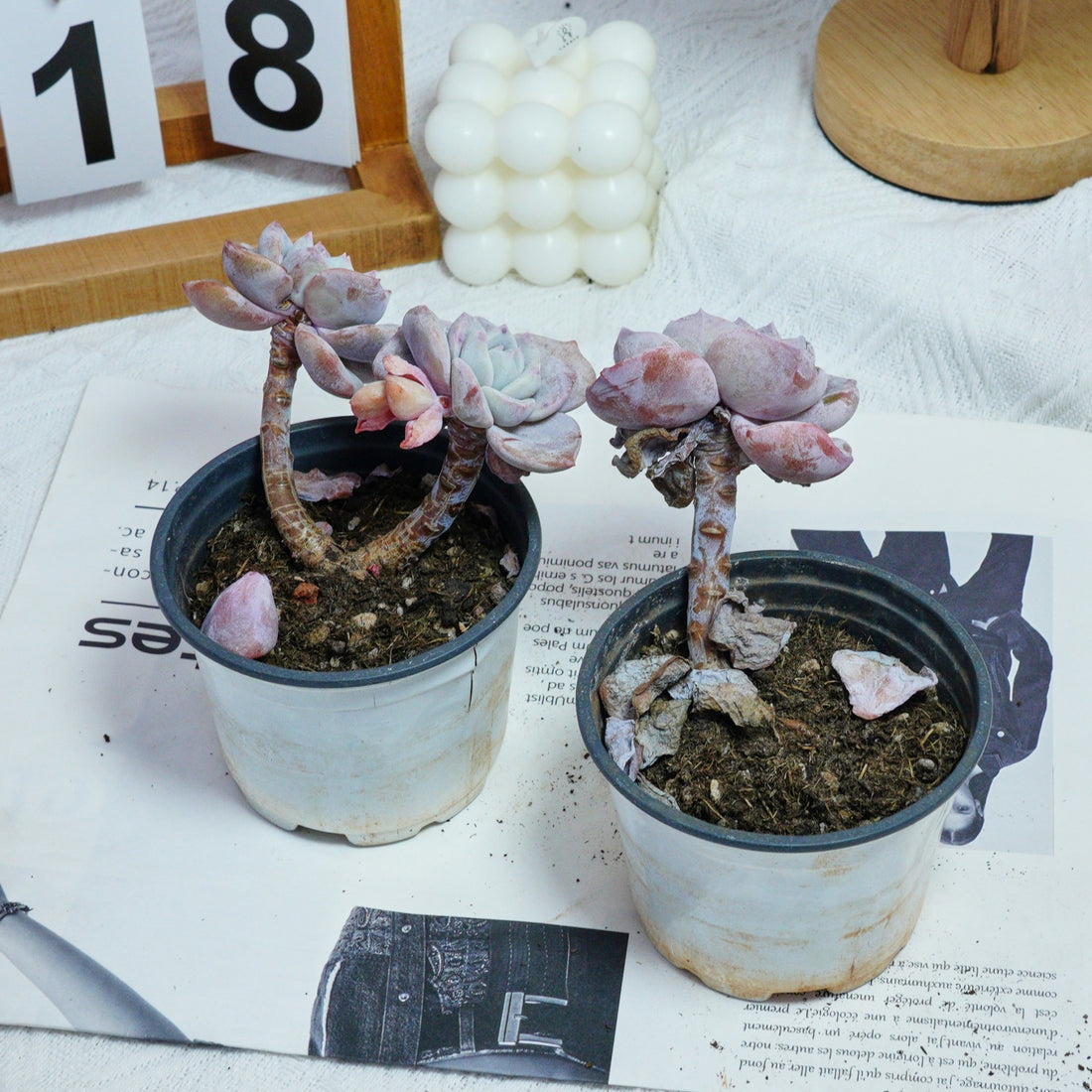 3'' Echeveria Sakura Fall, Rare Live Succulent Plants