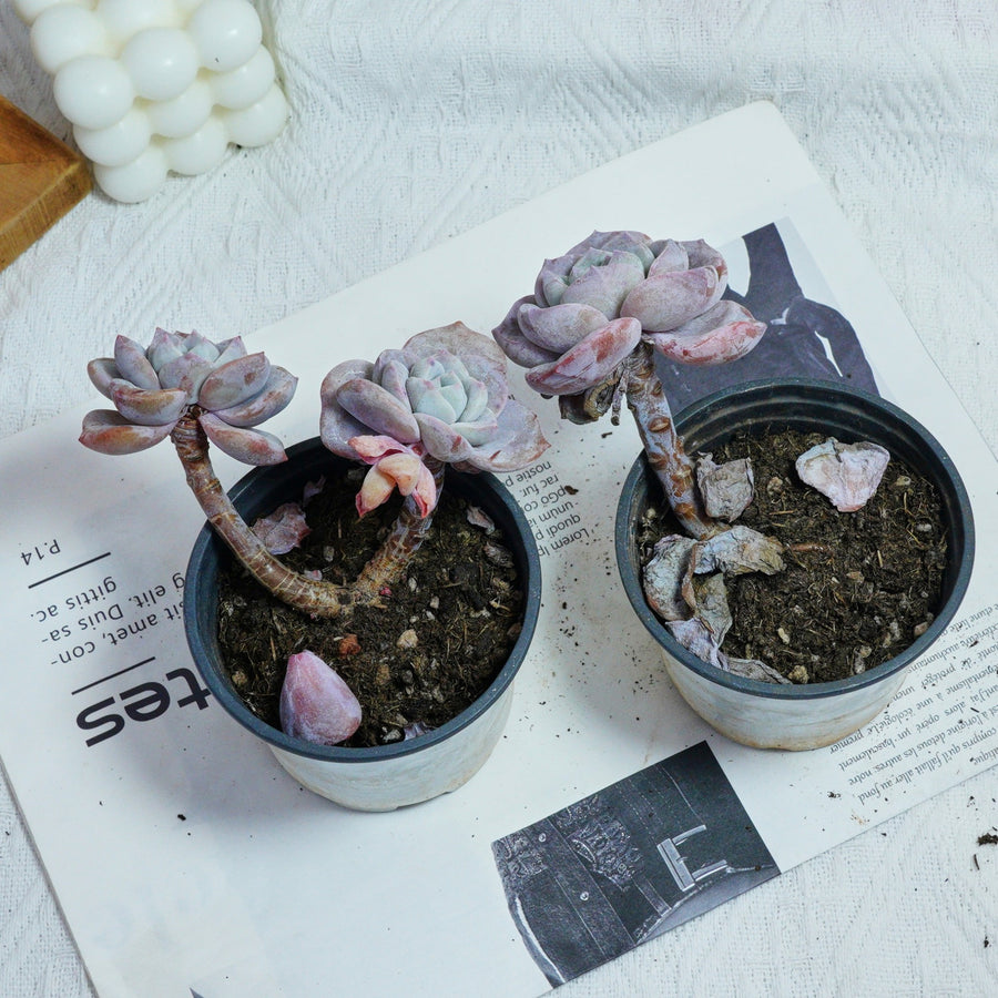3'' Echeveria Sakura Fall, Rare Live Succulent Plants