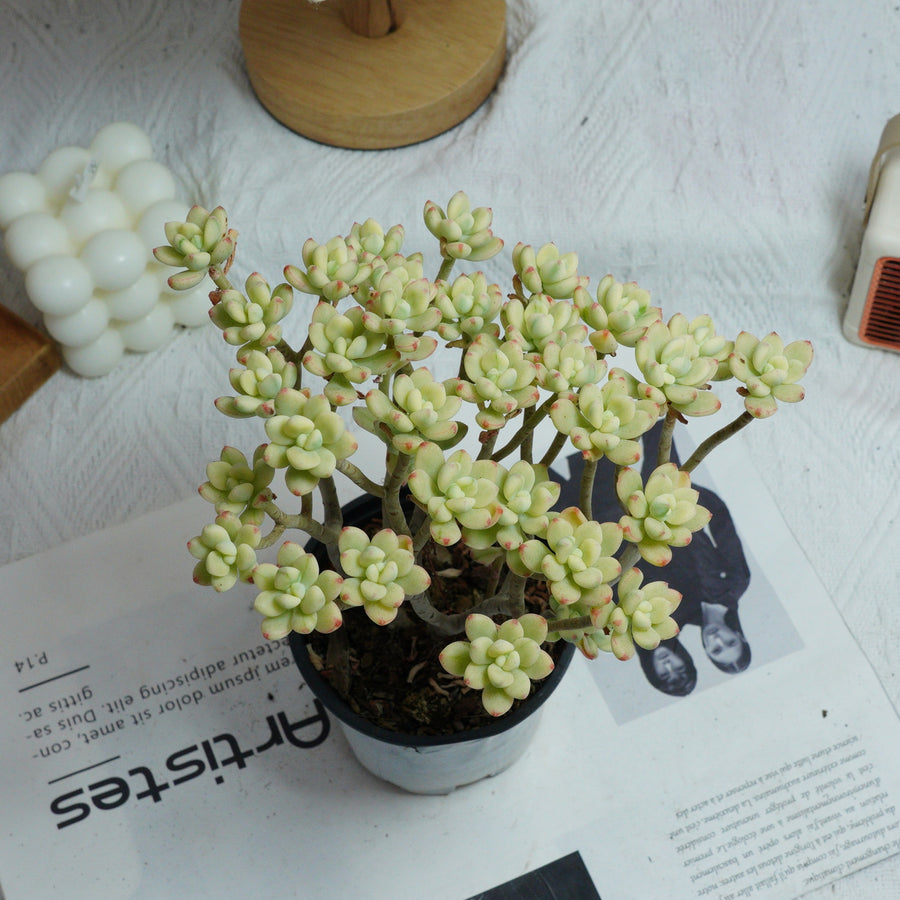 variegated jelly bean succulent 4'' Jelly Bean Mickey Variegated, Rare Live Succulent Plants – cocosucculent