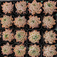 2.5'' Echeveria Elegans Purple, Rare Live Succulent Plants