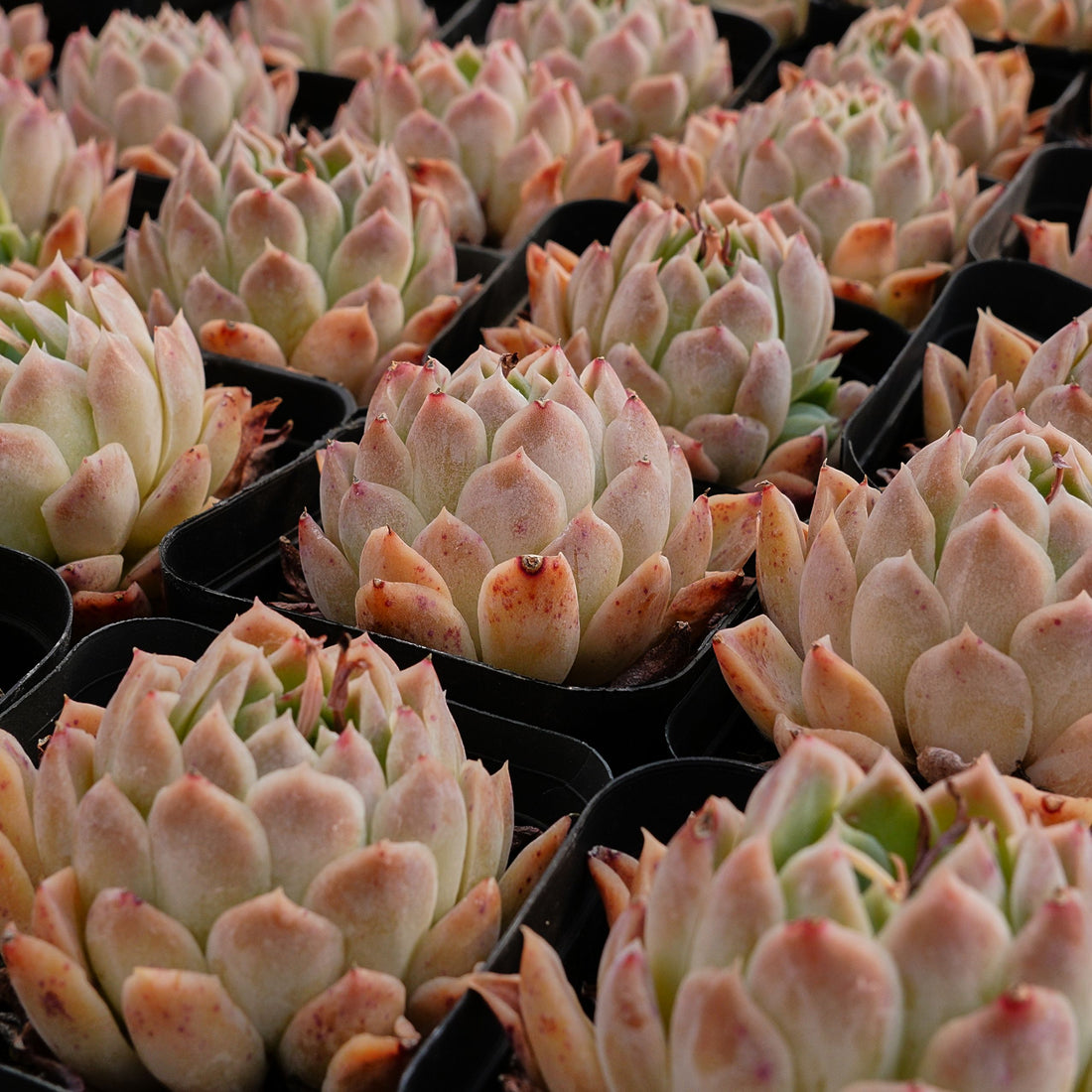 2.5'' Echeveria Elegans Purple, Rare Live Succulent Plants