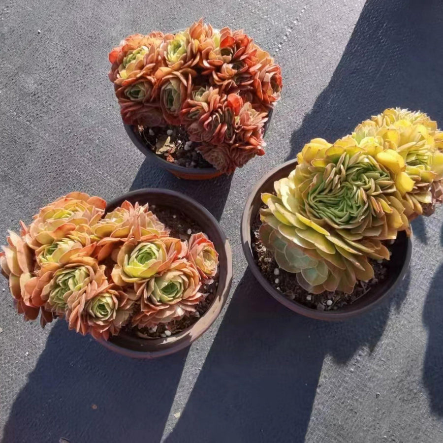 5'' Aeonium Salad Bowl, Rare Live Succulent Plants