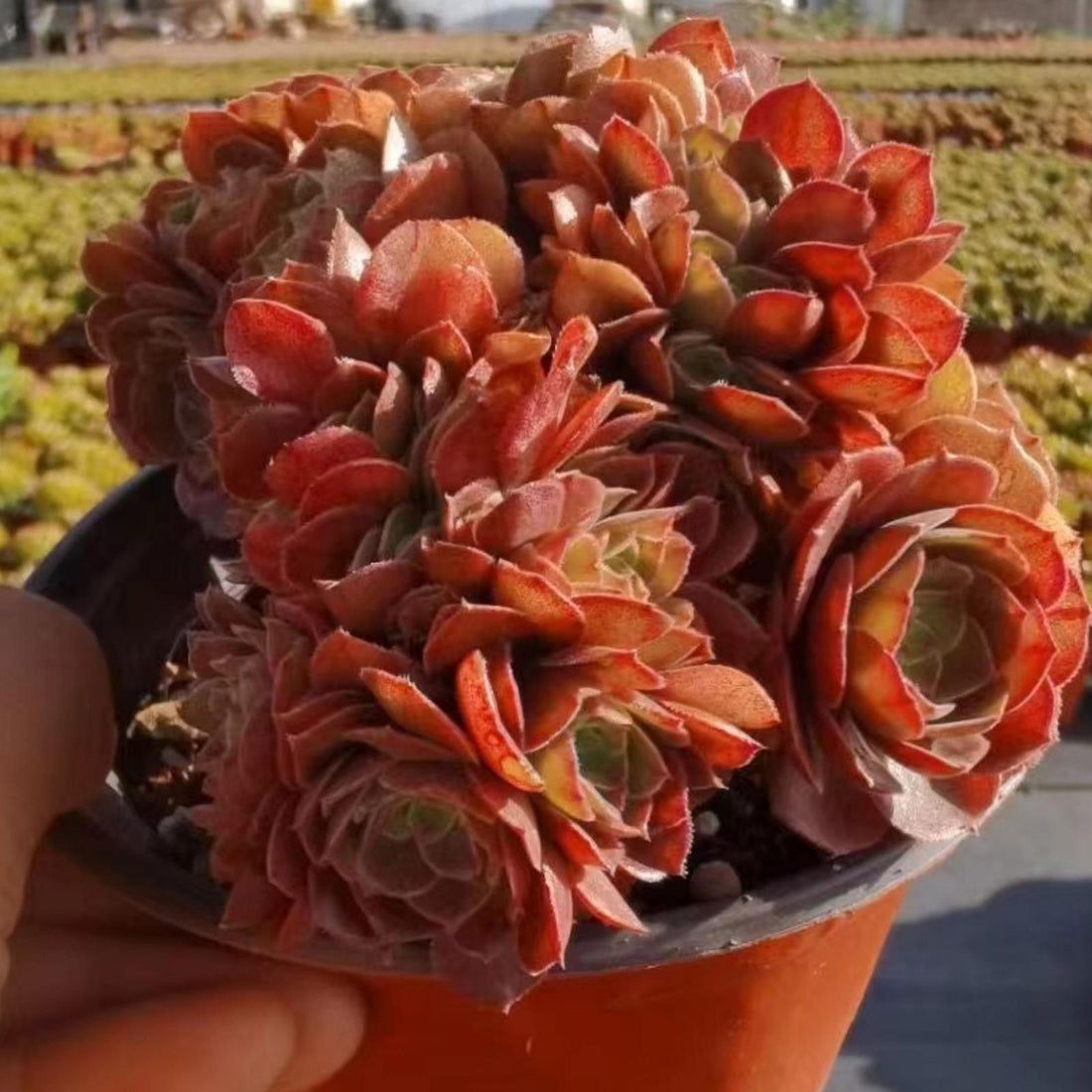 5'' Aeonium Salad Bowl, Rare Live Succulent Plants