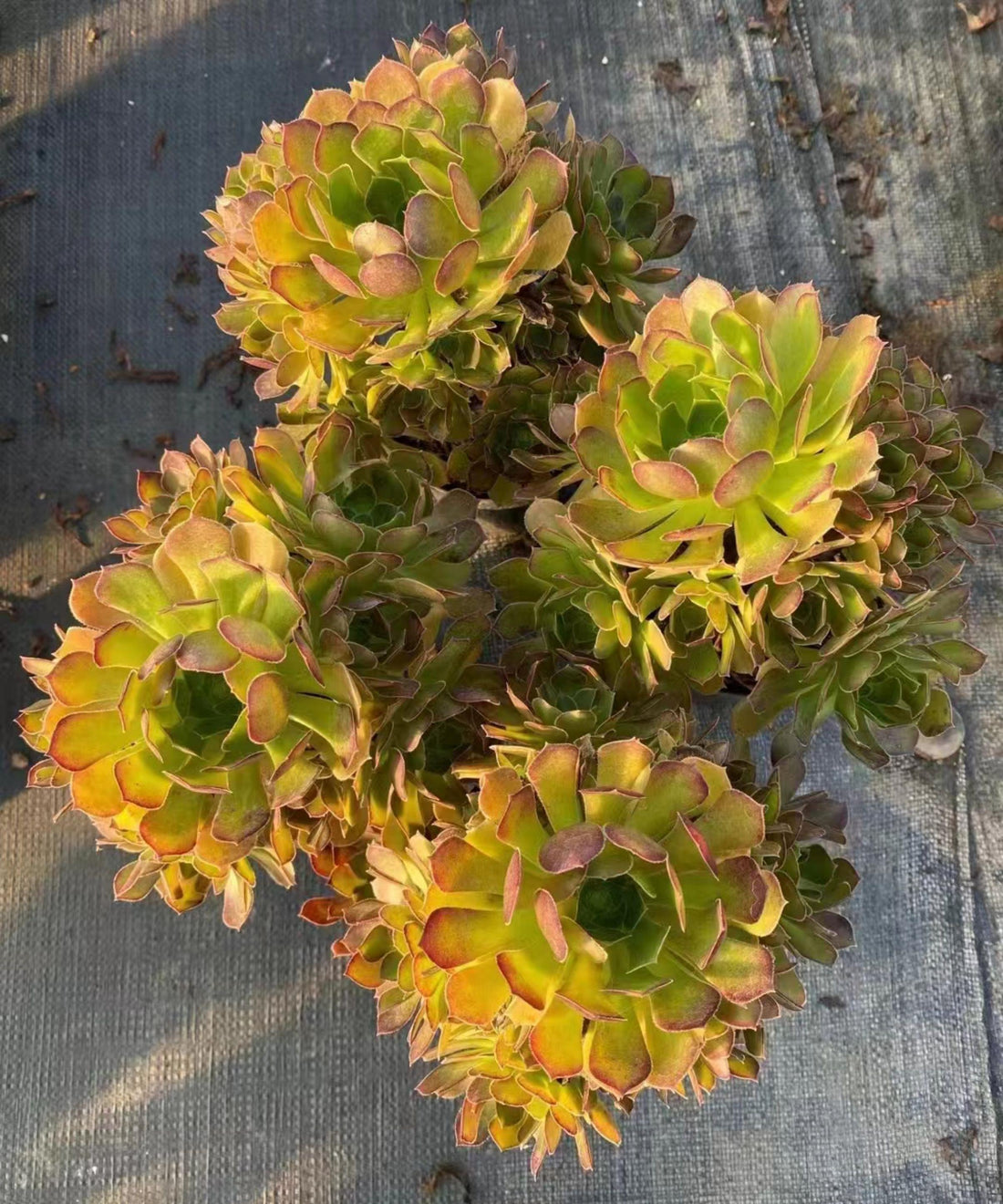 6'' Aeonium Lemon, Rare Live Succulent Plants