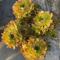 6'' Aeonium Lemon, Rare Live Succulent Plants