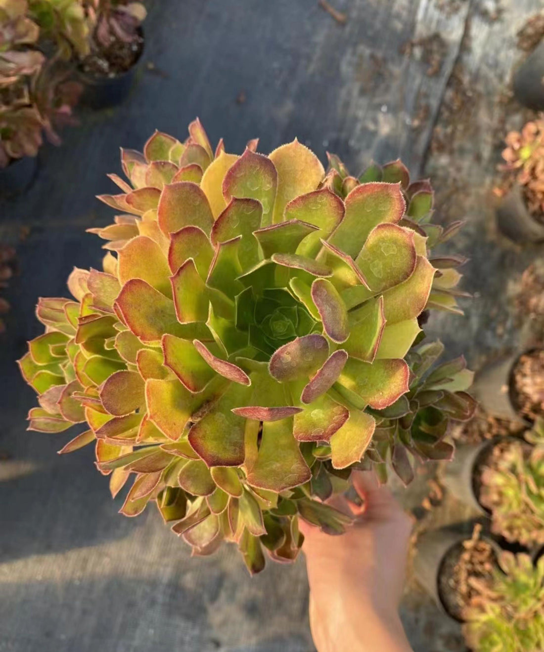 6'' Aeonium Lemon, Rare Live Succulent Plants