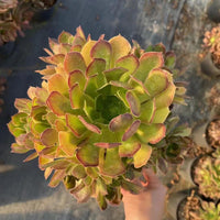 6'' Aeonium Lemon, Rare Live Succulent Plants