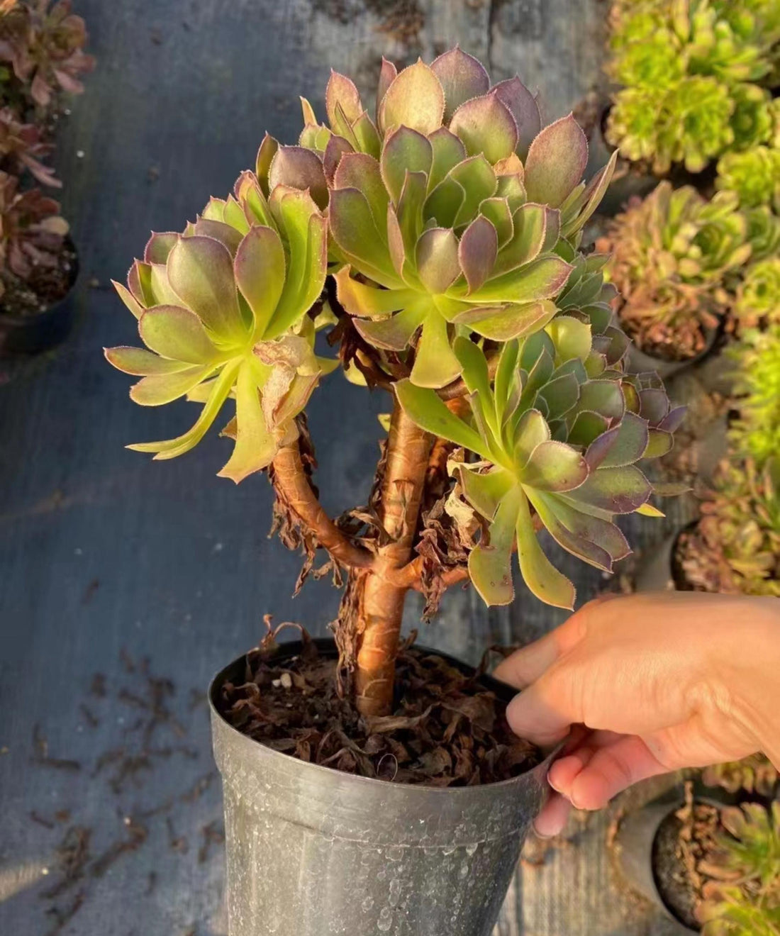 6'' Aeonium Lemon, Rare Live Succulent Plants