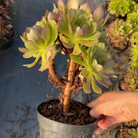 6'' Aeonium Lemon, Rare Live Succulent Plants