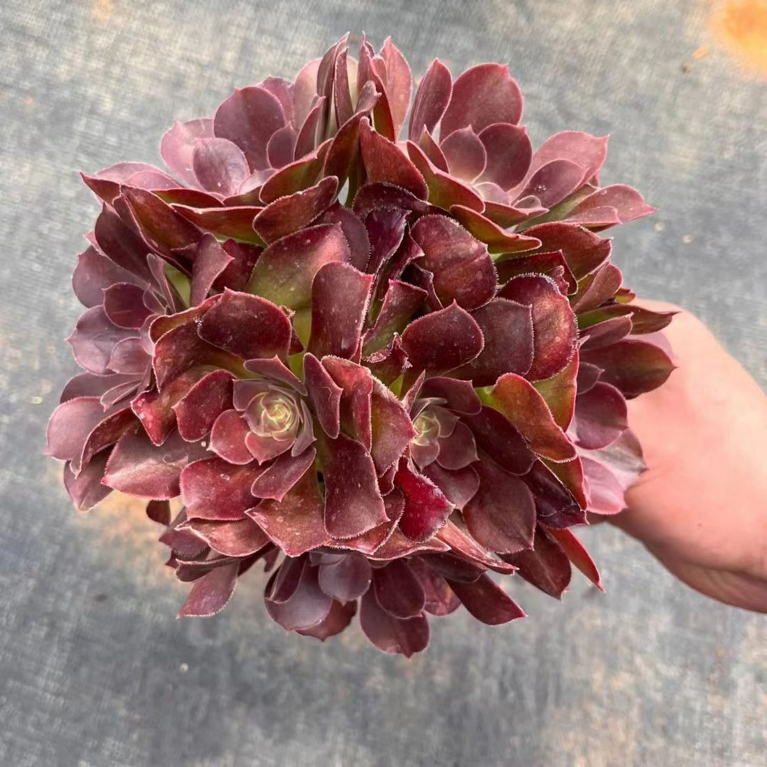 6'' Aeonium Athena, Rare Live Succulent Plants