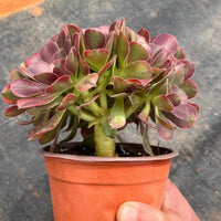 6'' Aeonium Athena, Rare Live Succulent Plants