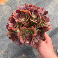 6'' Aeonium Athena, Rare Live Succulent Plants