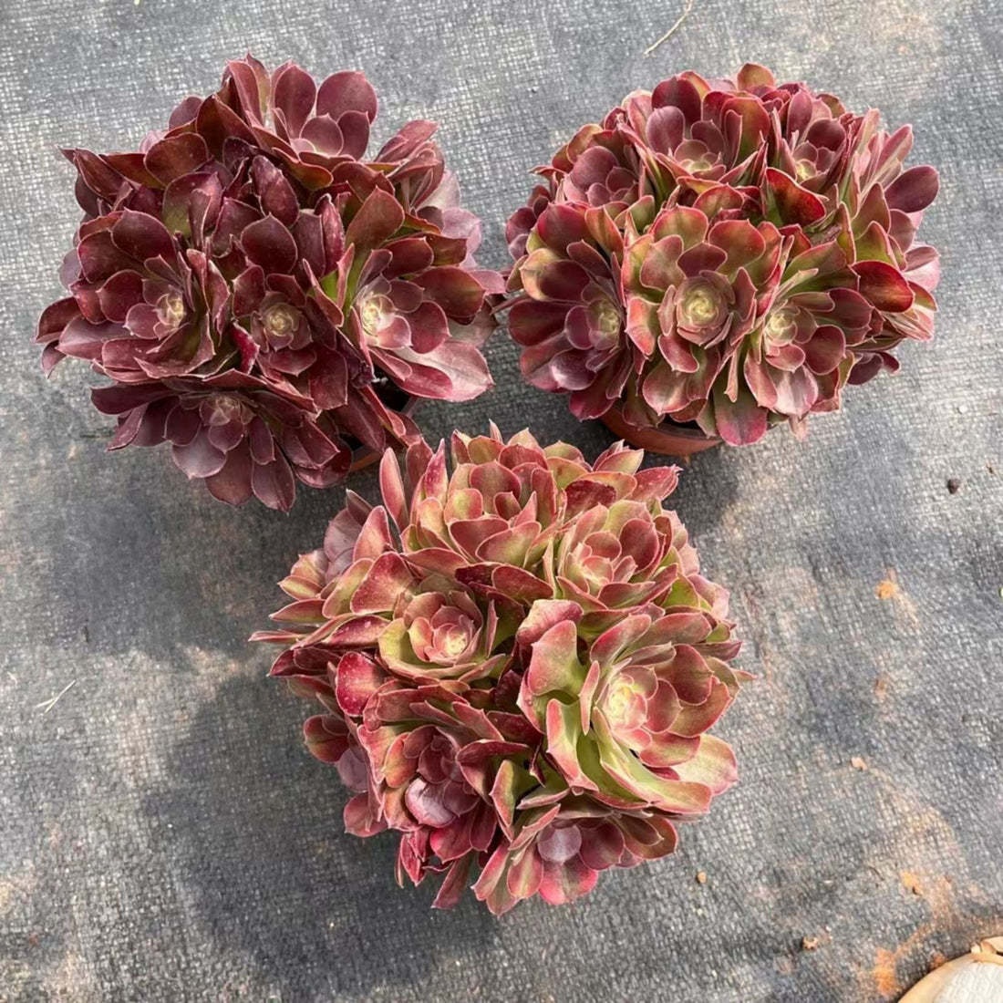 6'' Aeonium Athena, Rare Live Succulent Plants