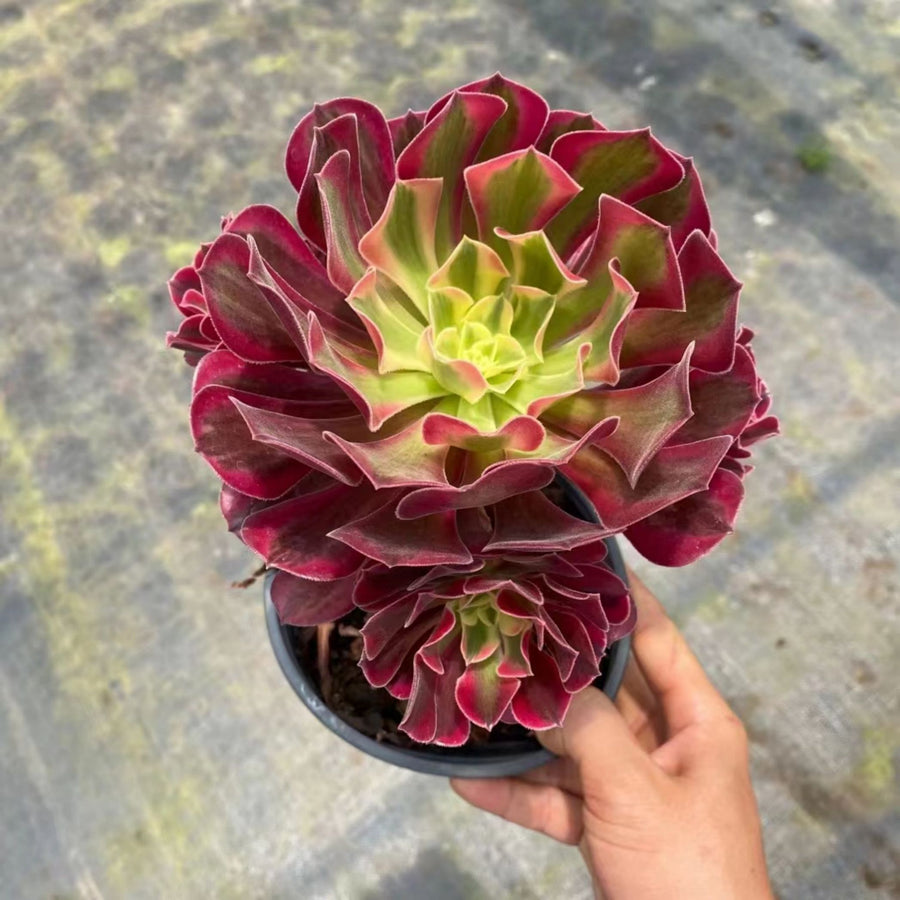 7'' Aeonium Medusa, Rare Live Succulent Plants