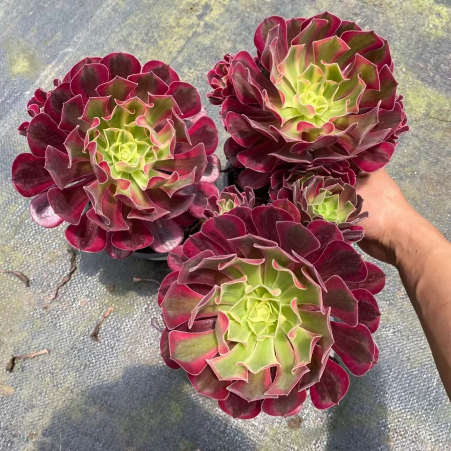 7'' Aeonium Medusa, Rare Live Succulent Plants