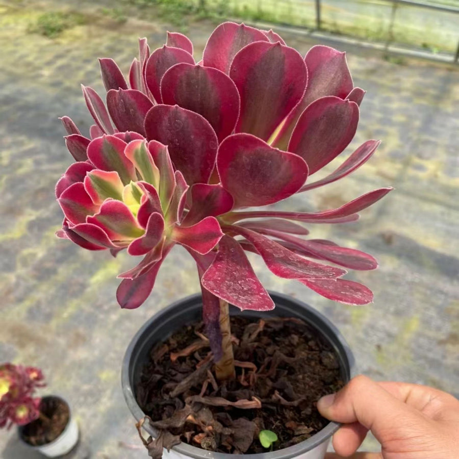 7'' Aeonium Medusa, Rare Live Succulent Plants