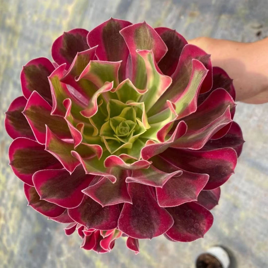 7'' Aeonium Medusa, Rare Live Succulent Plants