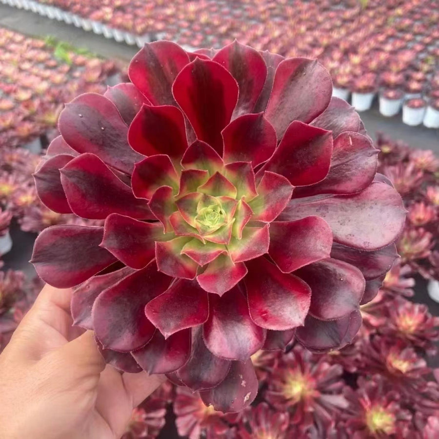 7'' Aeonium Medusa, Rare Live Succulent Plants