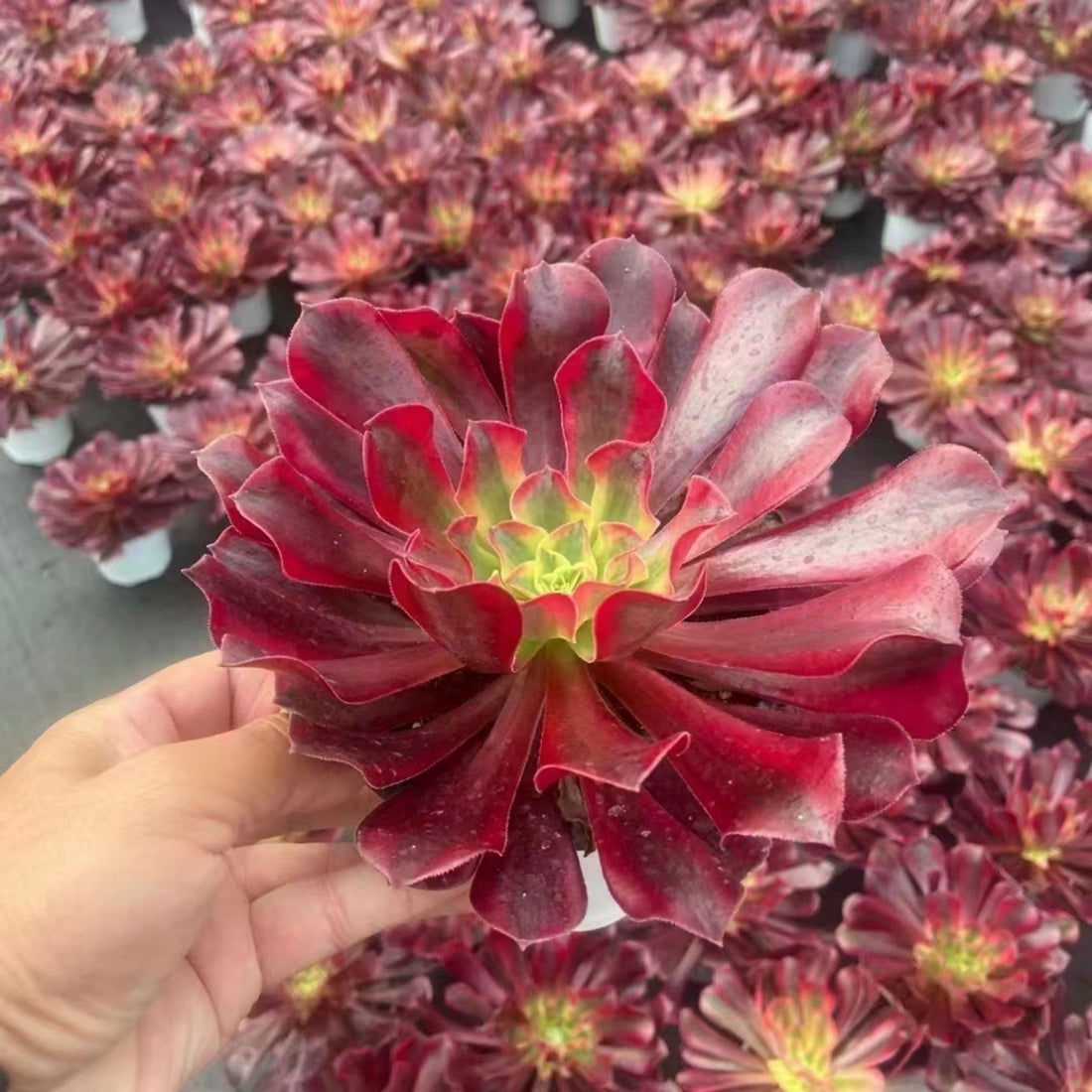 7'' Aeonium Medusa, Rare Live Succulent Plants