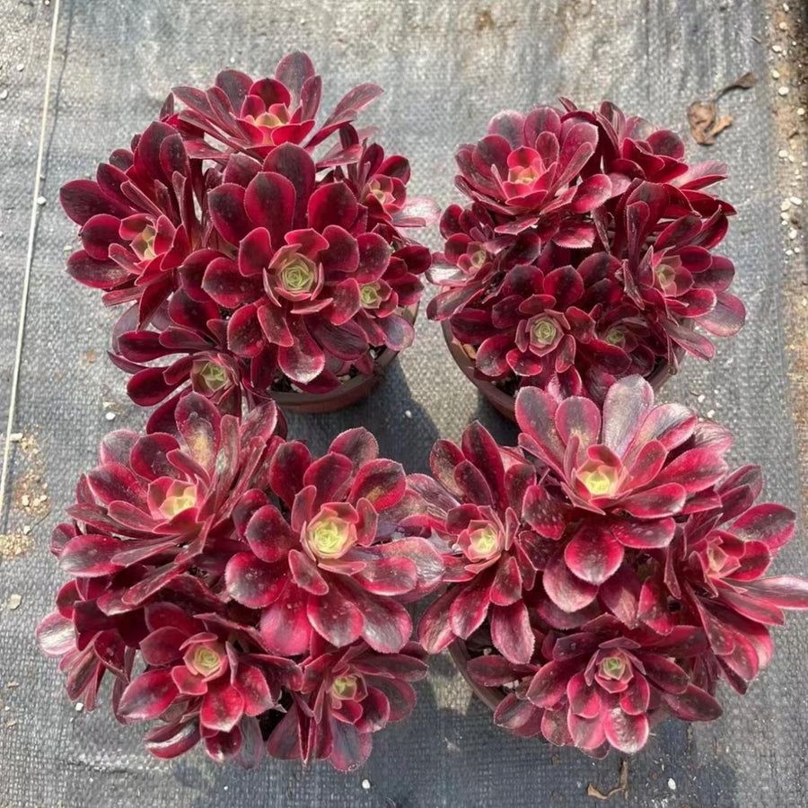 7'' Aeonium Medusa, Rare Live Succulent Plants