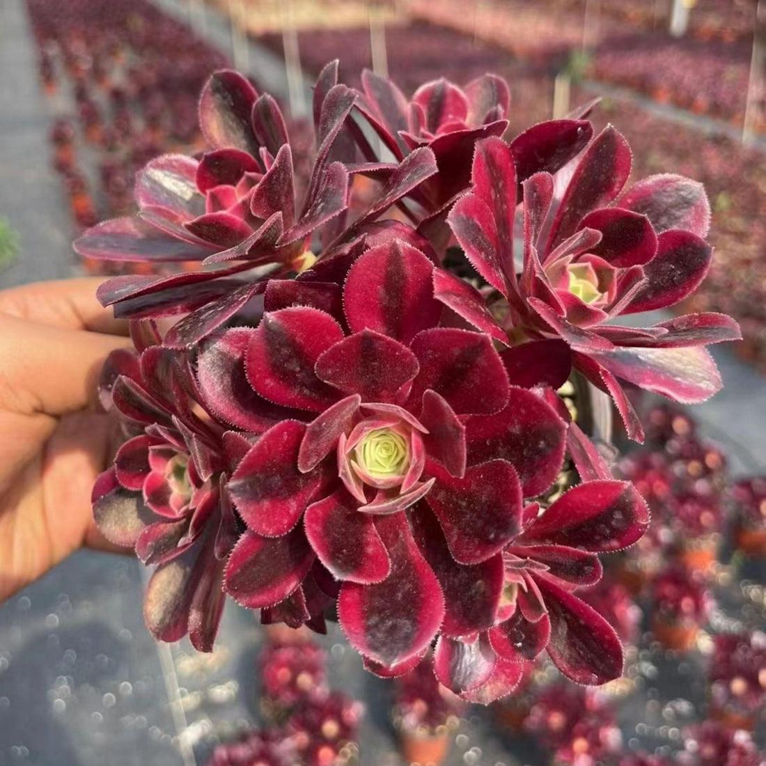 7'' Aeonium Medusa, Rare Live Succulent Plants