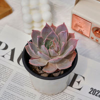 3'' Echeveria Pinky, Rare Live Succulent Plants