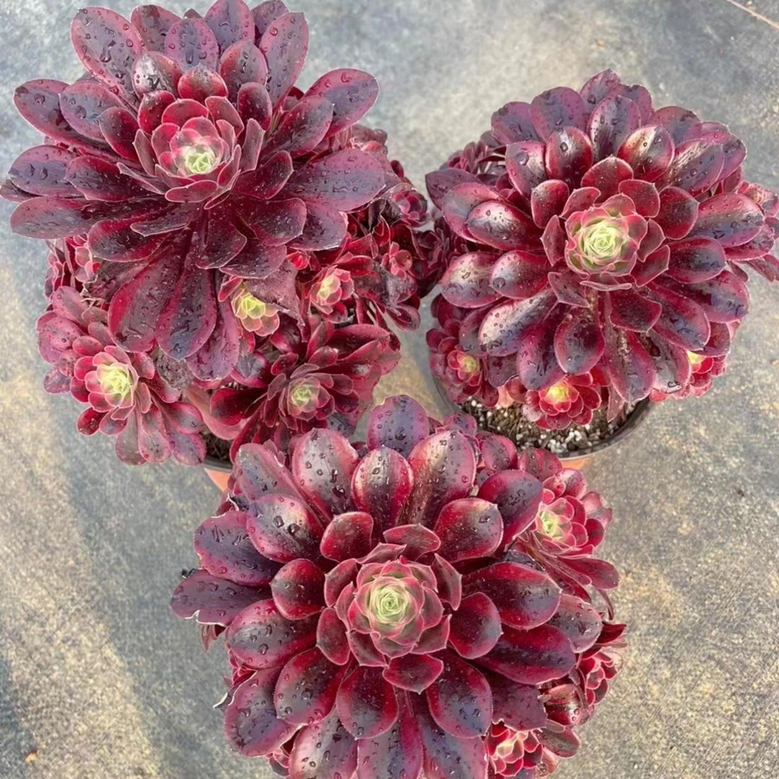 7'' Aeonium Medusa, Rare Live Succulent Plants