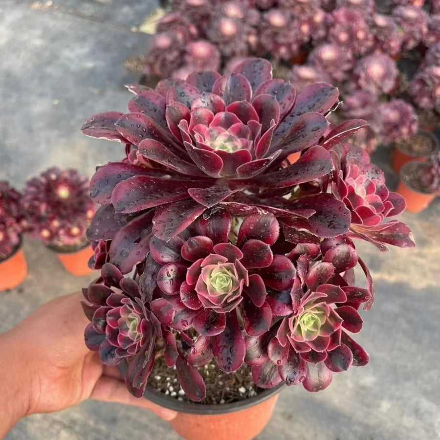 7'' Aeonium Medusa, Rare Live Succulent Plants