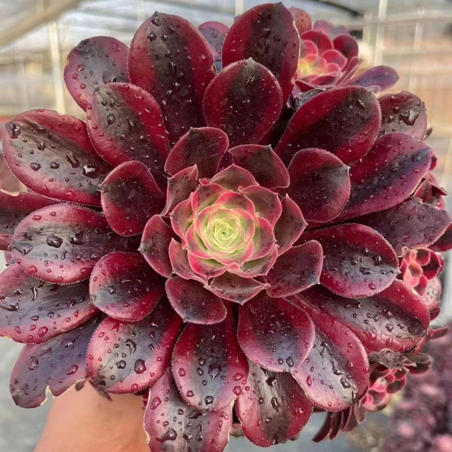 7'' Aeonium Medusa, Rare Live Succulent Plants