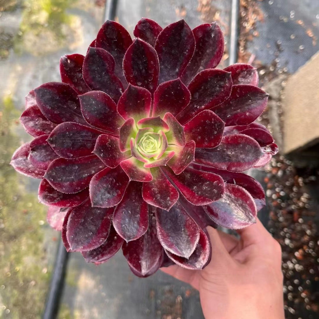 7'' Aeonium Medusa, Rare Live Succulent Plants