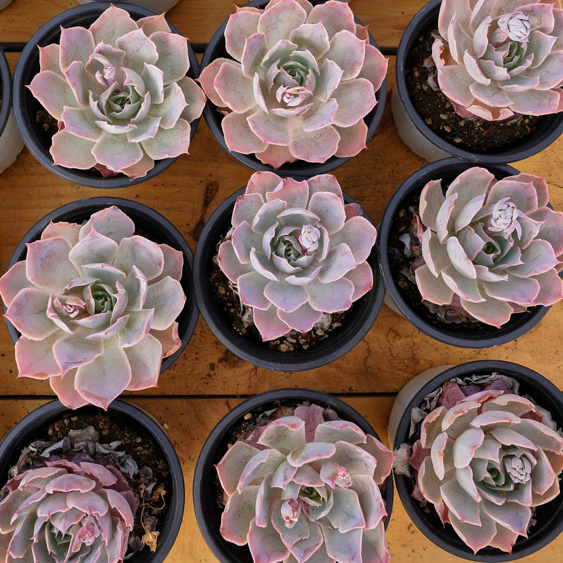 3'' Echeveria Pinky, Rare Live Succulent Plants