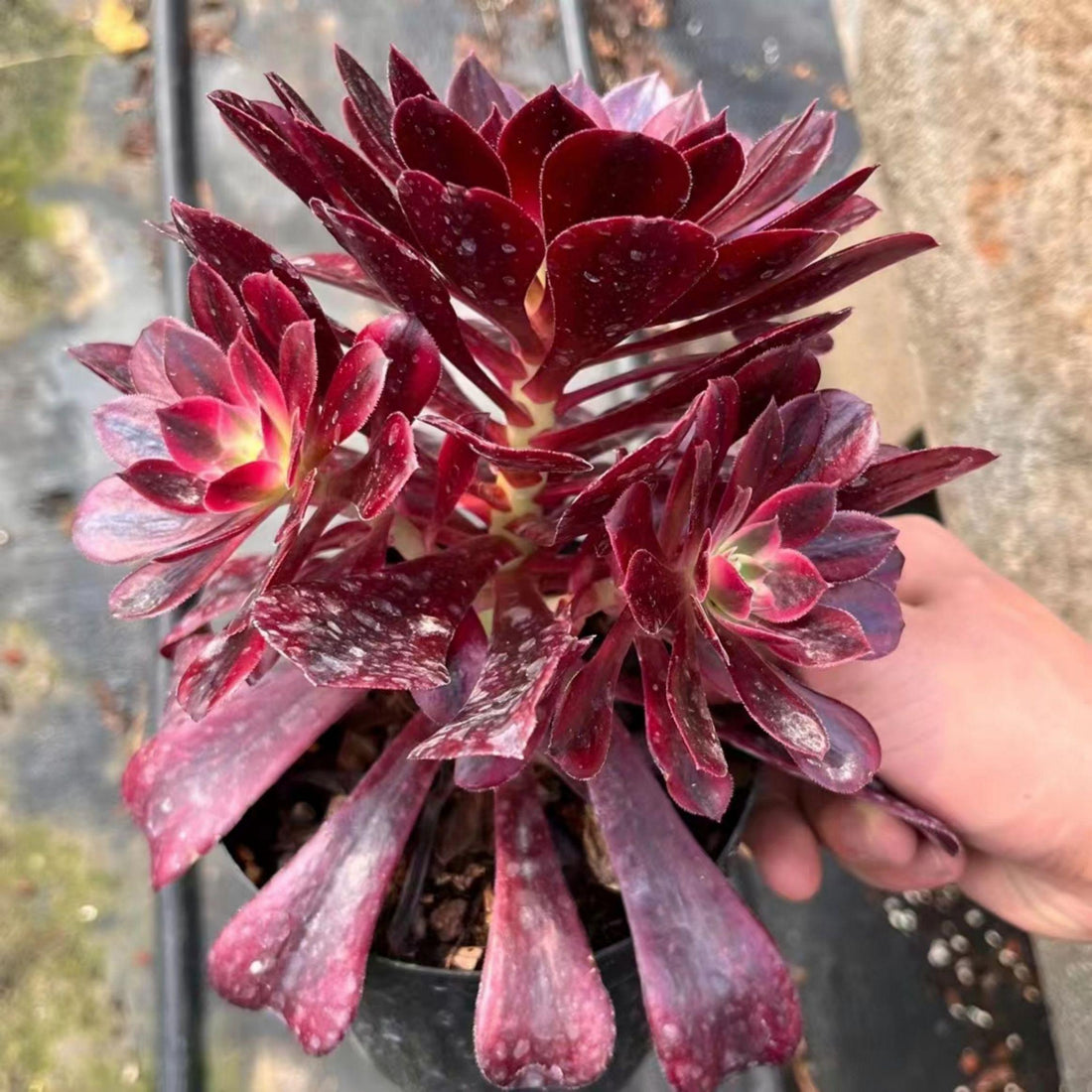 7'' Aeonium Medusa, Rare Live Succulent Plants