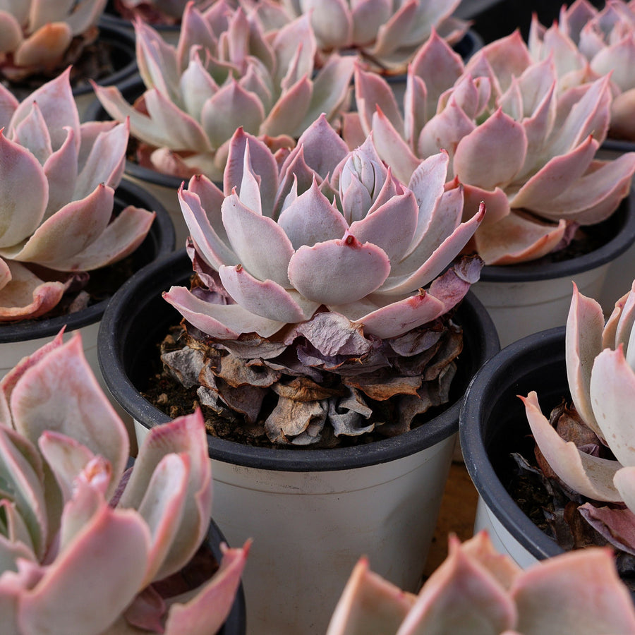 3'' Echeveria Pinky, Rare Live Succulent Plants