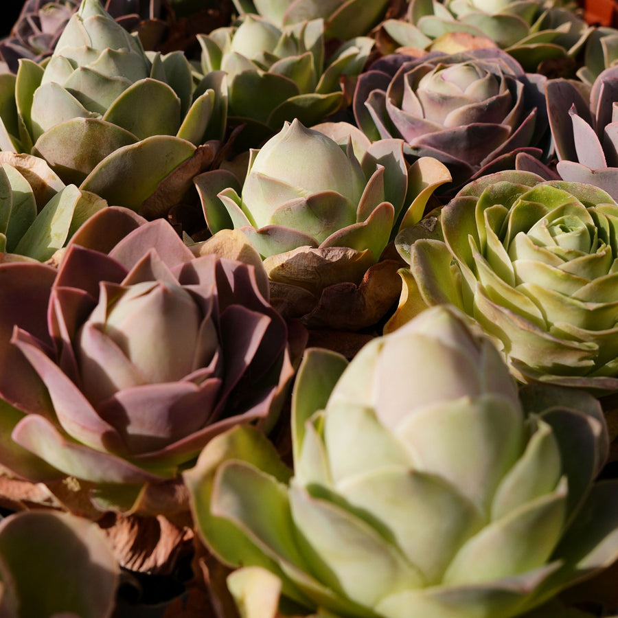 3'' Pink Greenovia Aurea, Rare Live Succulent Plants