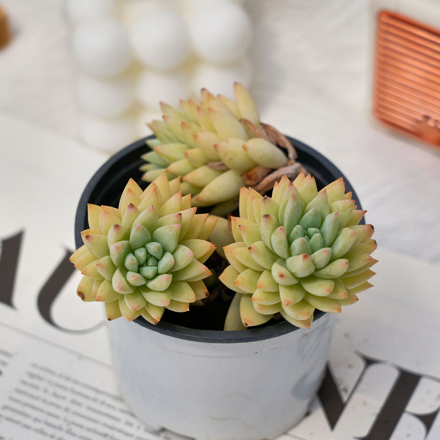 4'' Sedeveria Silver Frost, Rare Live Succulent Plants