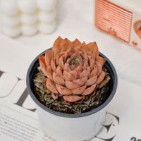 2.5'' Echeveria Egeria, Rare Live Succulent Plants