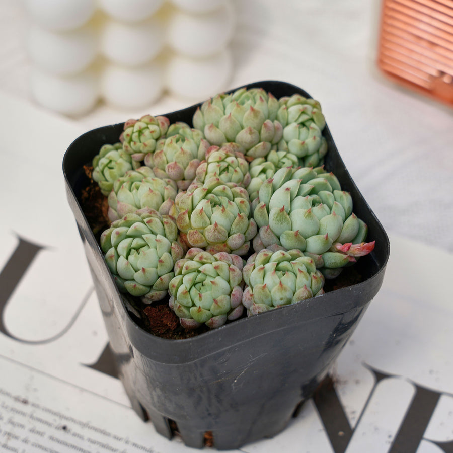 3'' Echeveria Butterball, Rare Live Succulent Plants