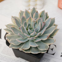 4'' Echeveria Subsessilis Variegated, Rare Live Succulent Plants