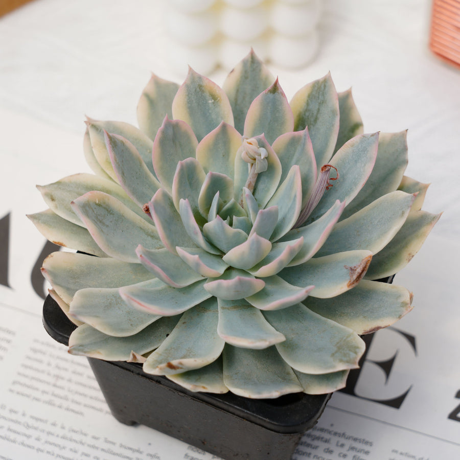 4'' Echeveria Subsessilis Variegated, Rare Live Succulent Plants