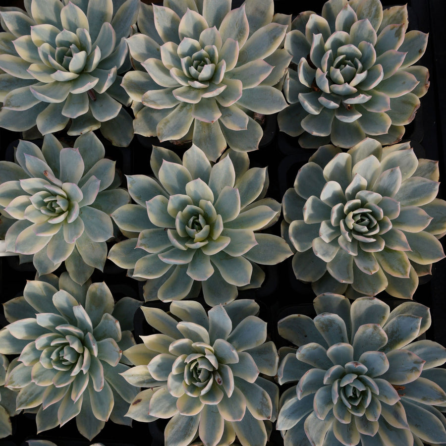 4'' Echeveria Subsessilis Variegated, Rare Live Succulent Plants