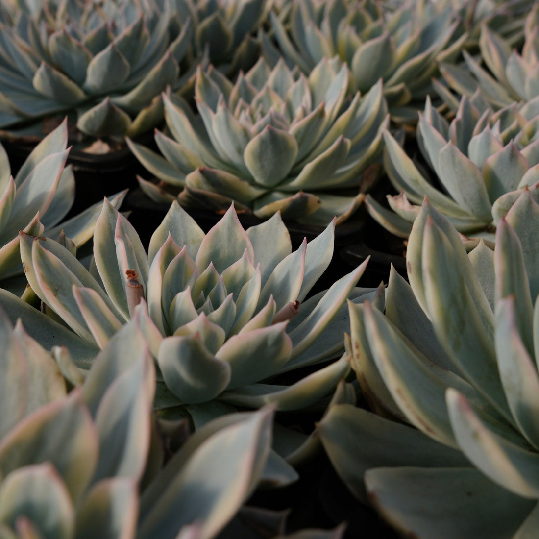 4'' Echeveria Subsessilis Variegated, Rare Live Succulent Plants